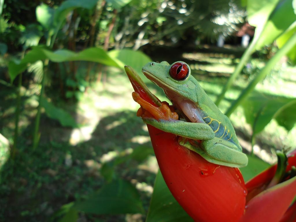 Cabinas Iguana Cahuita Kültér fotó